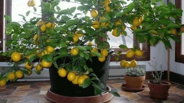 Выращивание лимонного дерева в домашних условиях из косточки