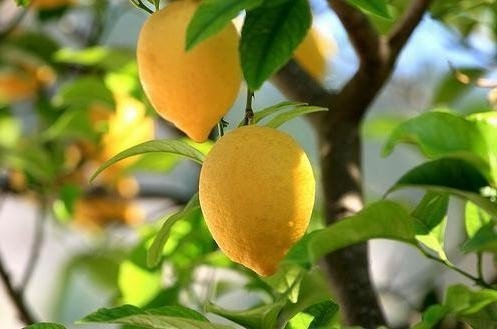 Сорт лимонного дерева лара