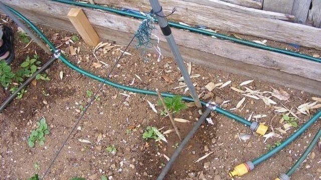 Правильная технология посадки малины