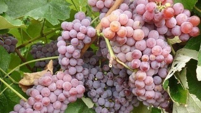 10-ка лучших неукрывных сортов винограда с фото и описанием