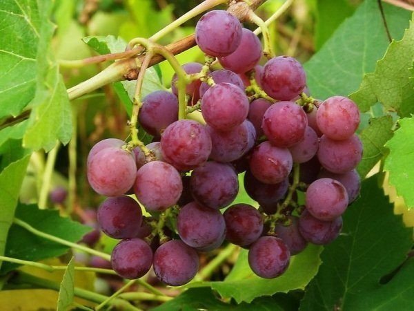 Сорт винограда ладанный