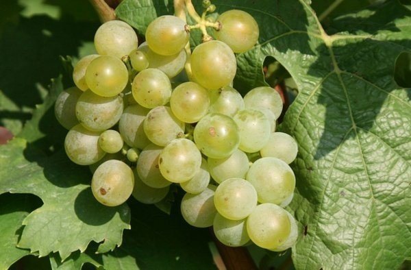 Виноград сорт мускат белый шатилова