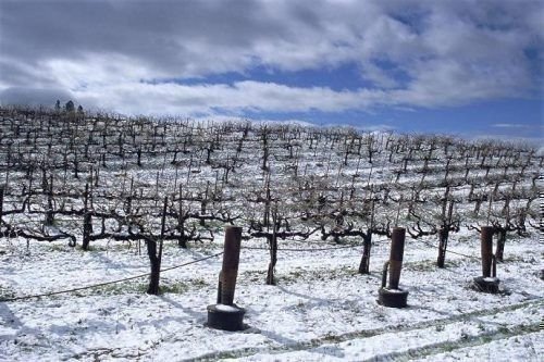 Виноградники зимой