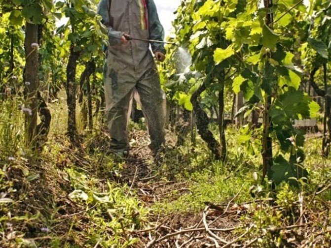 Агроном осматривает виноград