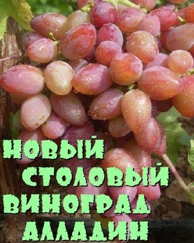 Сорт винограда лучистый