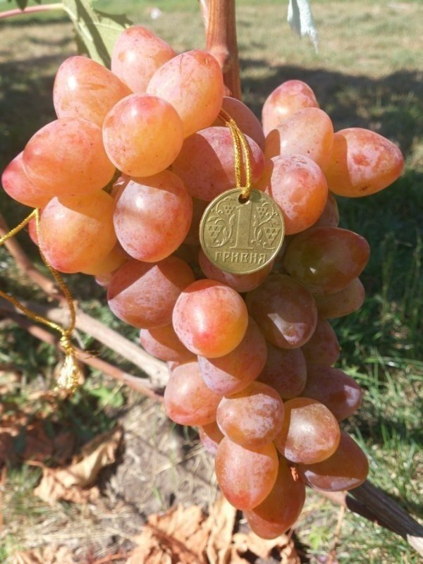 Сорт винограда румба