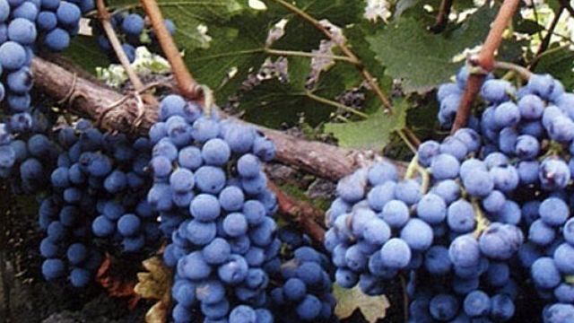 Описание и характеристики сорта винограда Каберне Совиньон, регионы для выращивания и правила посадки