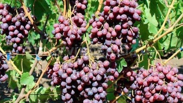 Правила ухода и выращивание винограда в Подмосковье