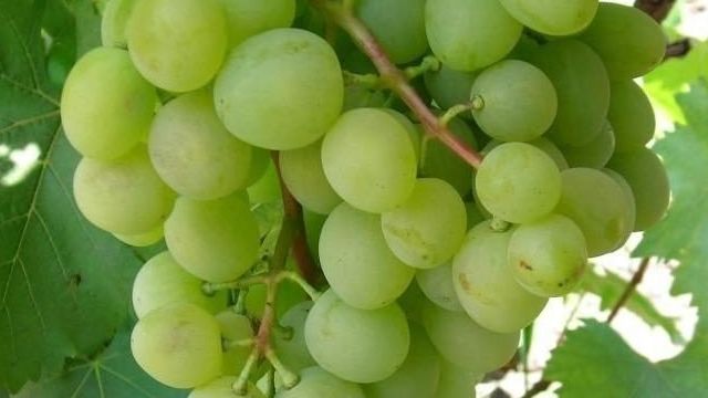 Саженцы виноград белое чудо