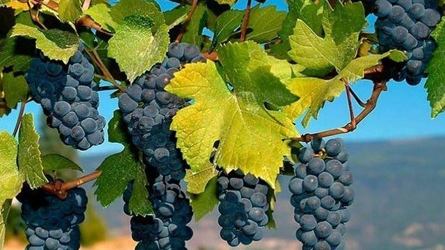 Весенние работы в винограднике