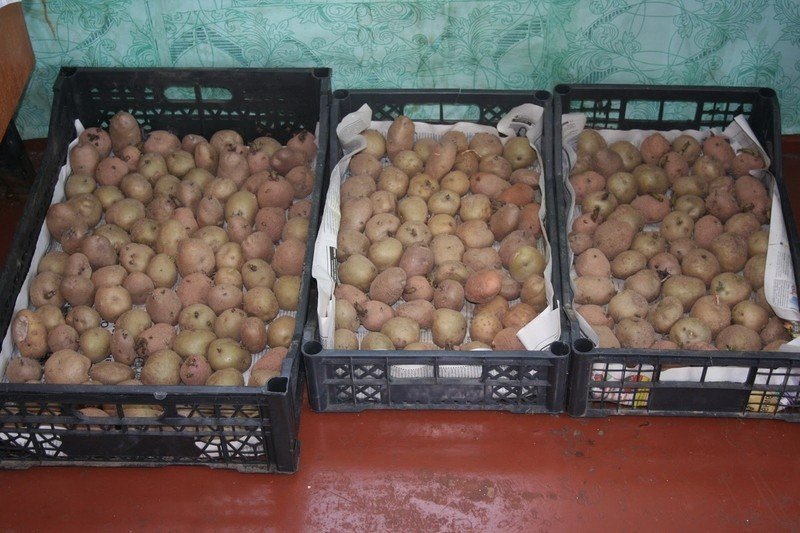 Подготовка картофеля к продаже