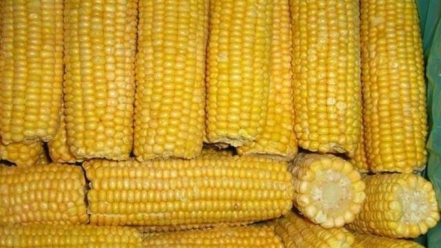 Можно ли заморозить консервированную кукурузу