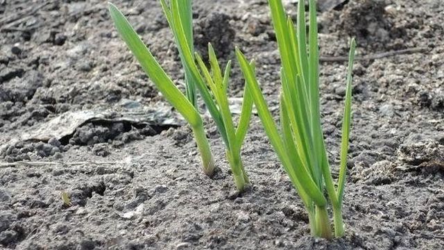 Описание чеснока Башкирский 85, выращивание и сбор урожая
