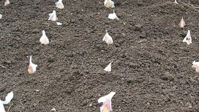 Посадка чеснока весной: способы посадки чеснока