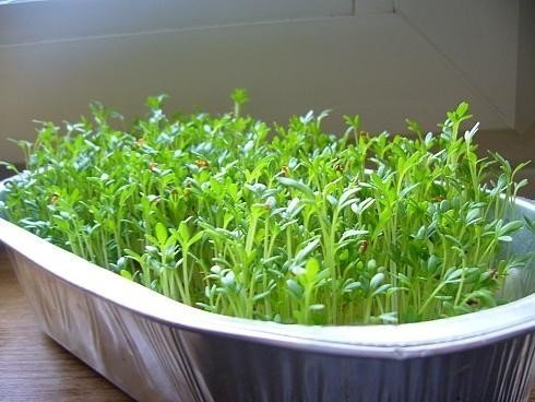 Кресс салат дукат микрозелень