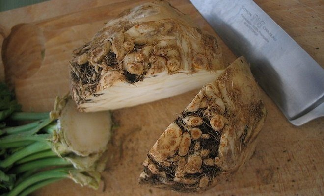 Сельдерей корневой грибовский