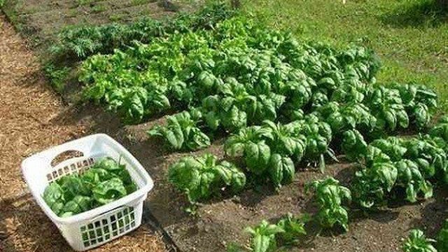 Как правильно выращивать шпинат в огороде