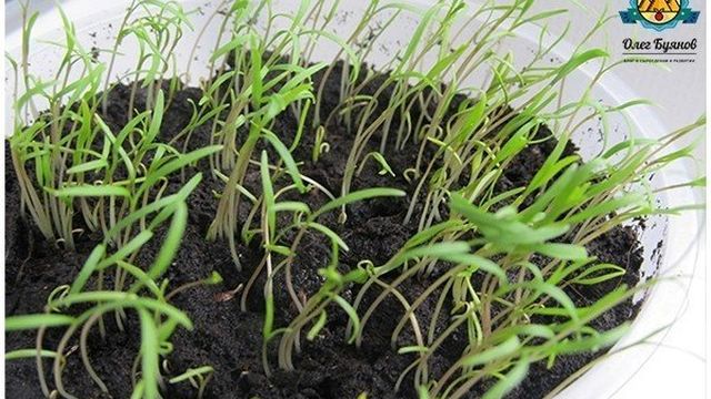 Как Сыроеду вырастить укроп на подоконнике дома? Семена, грунт, выращивание укропа и уход!